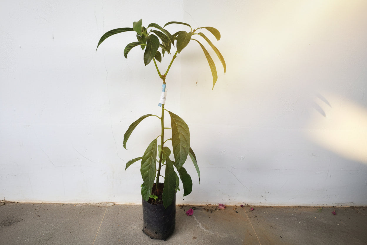Thanh Son Dwarf Avocado