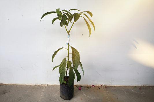 Thanh Son Dwarf Avocado
