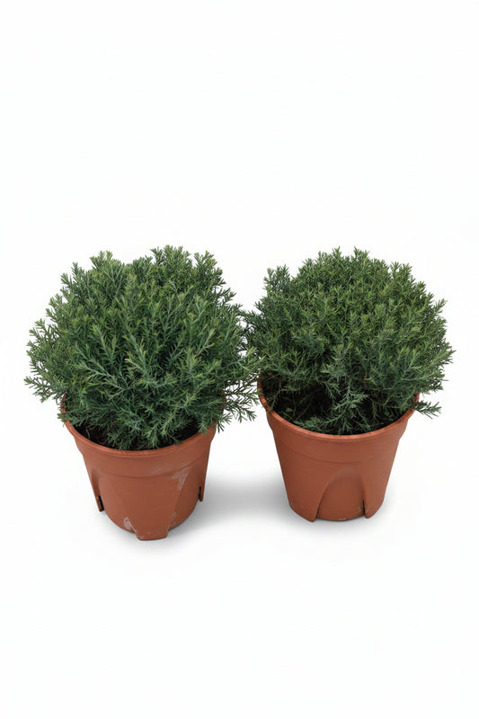 Round pine/cedar