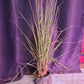 Citronella