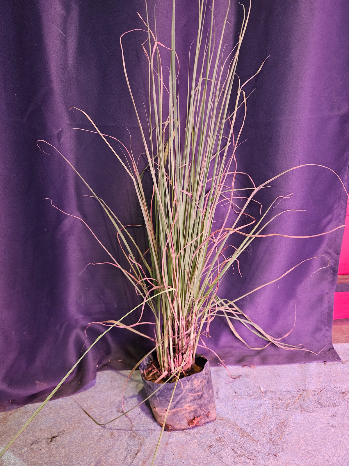 Citronella