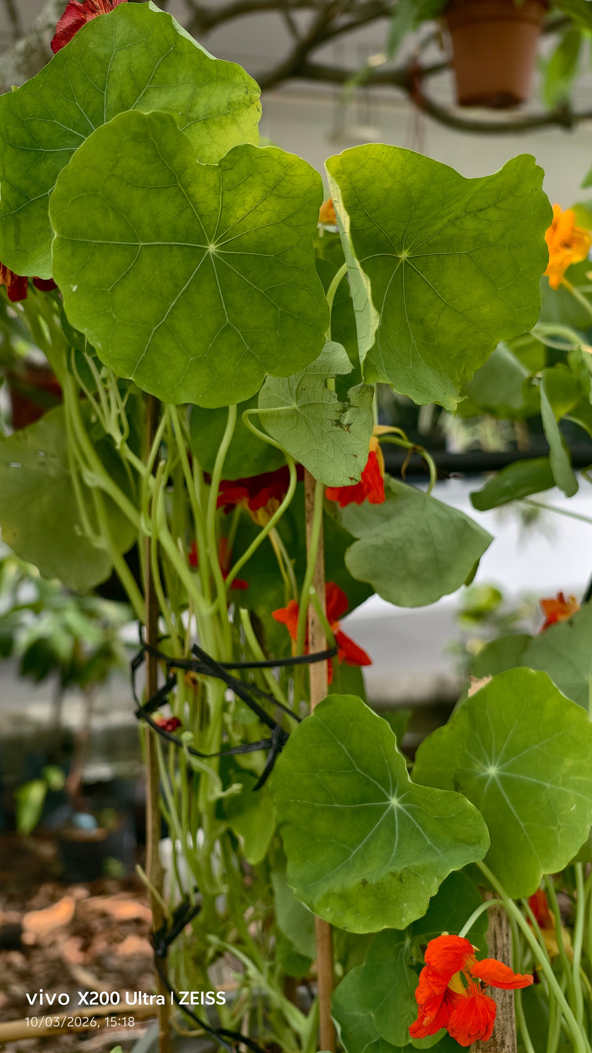 Nasturtium