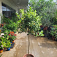 Variegated lemon tree