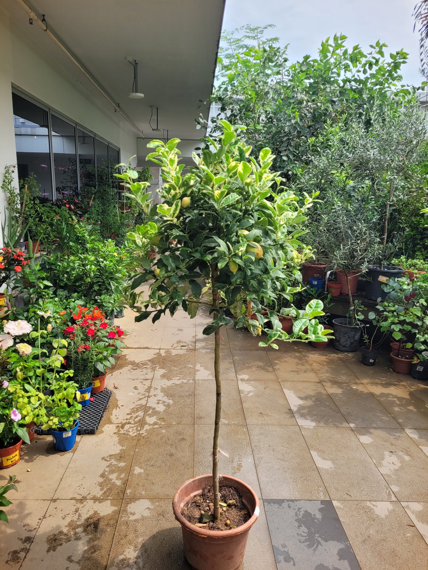 Variegated lemon tree