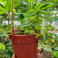 Heat Resistant Sweet Strawberries plant Japanese