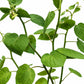 Physalis