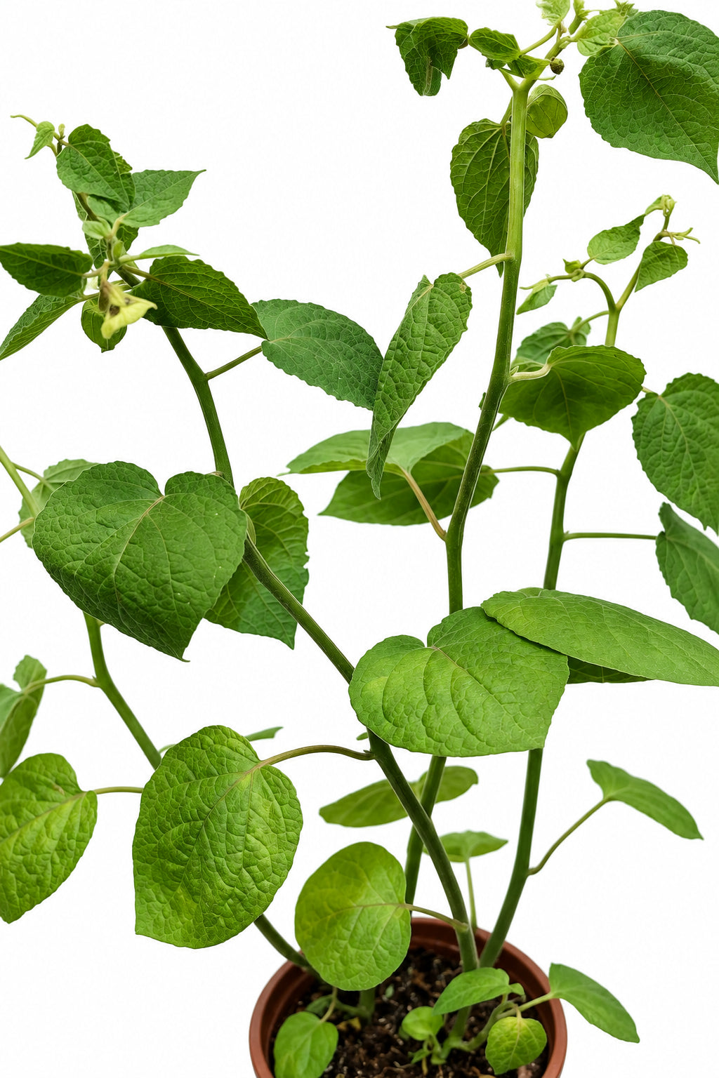 Physalis