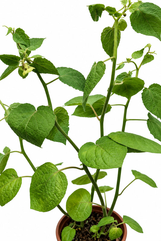 Physalis