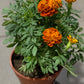 Tagetes erecta 'Marigold' 万寿菊 (9“ x 9" bag)