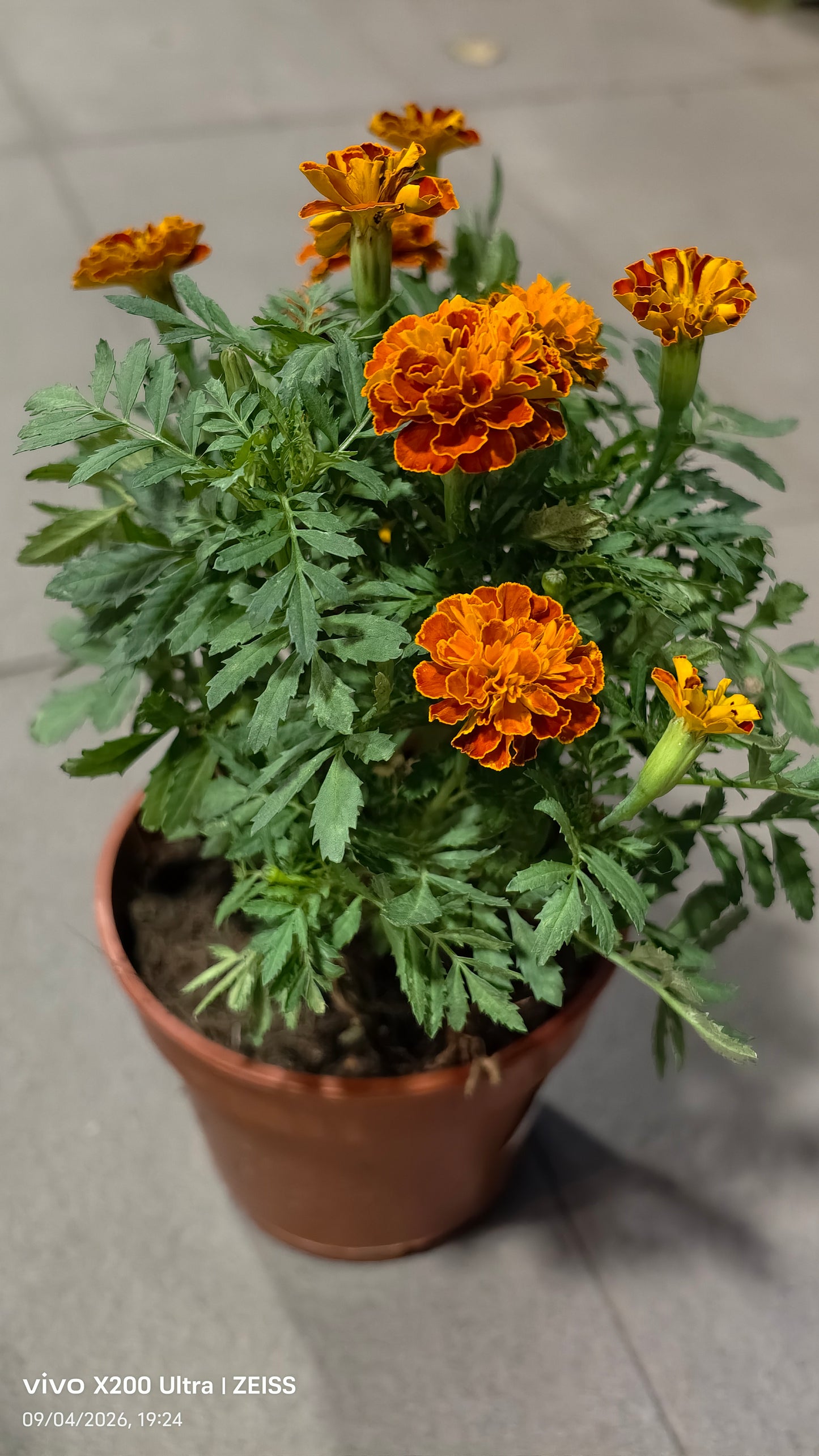 Tagetes erecta 'Marigold' 万寿菊 (9“ x 9" bag)