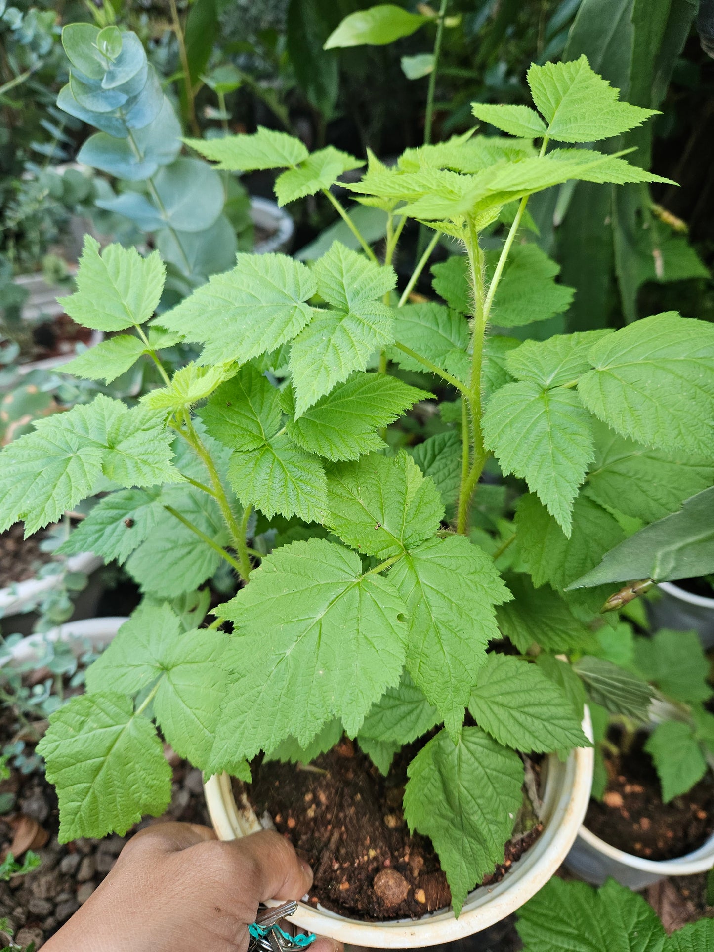 Raspberry Plant