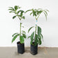 Thanh Son Dwarf Avocado