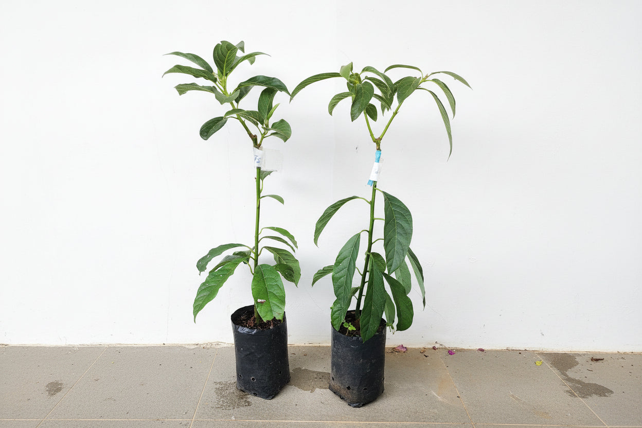Thanh Son Dwarf Avocado