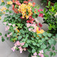 Bougainvillea
