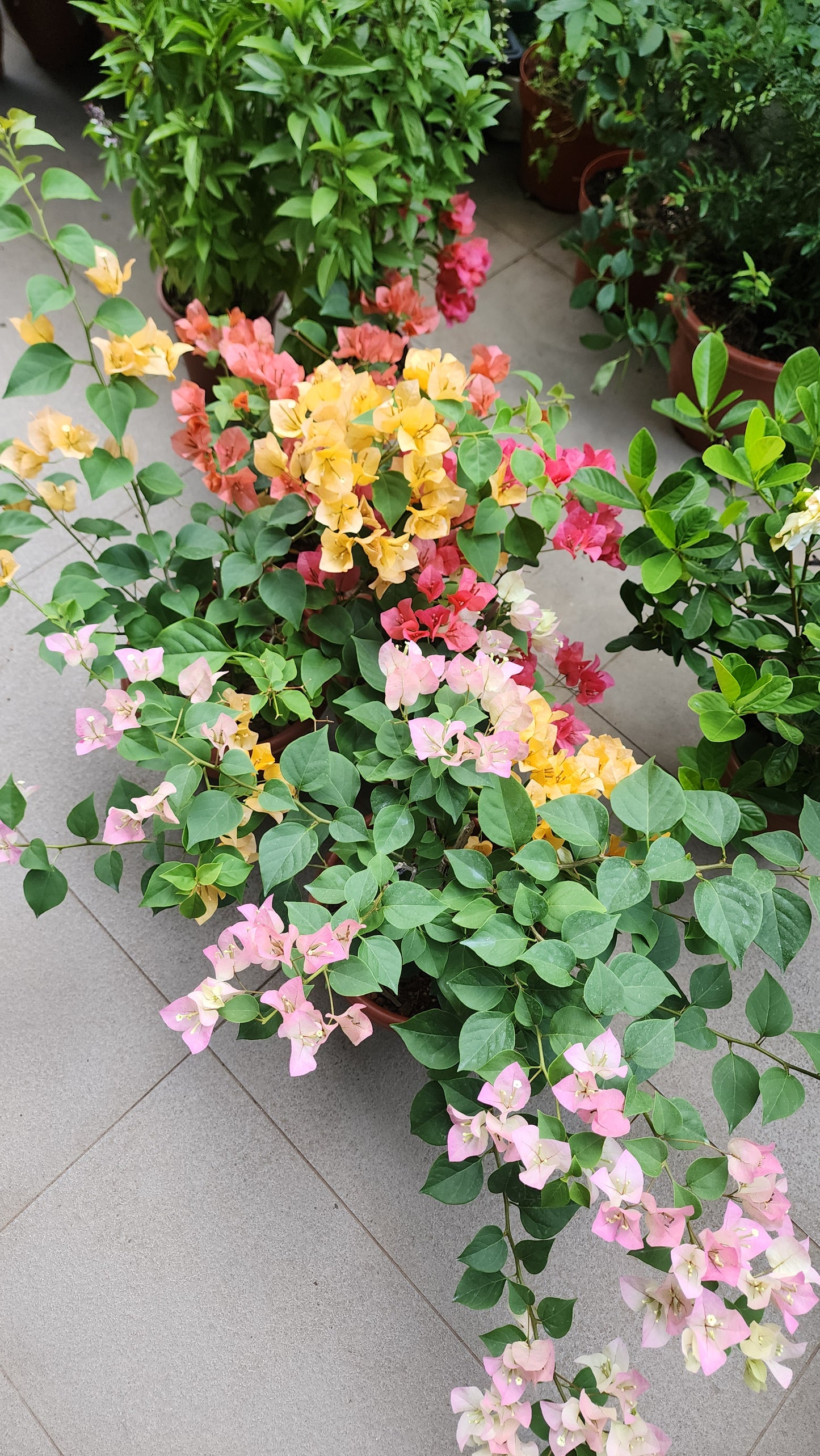Bougainvillea