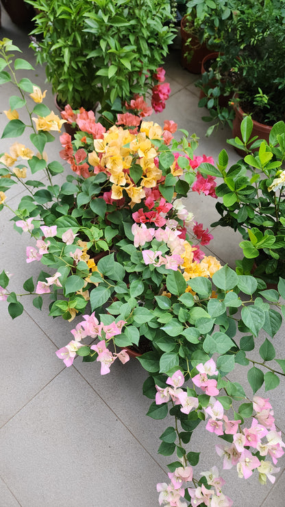 Bougainvillea