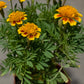 Tagetes erecta 'Marigold' 万寿菊 (9“ x 9" bag)