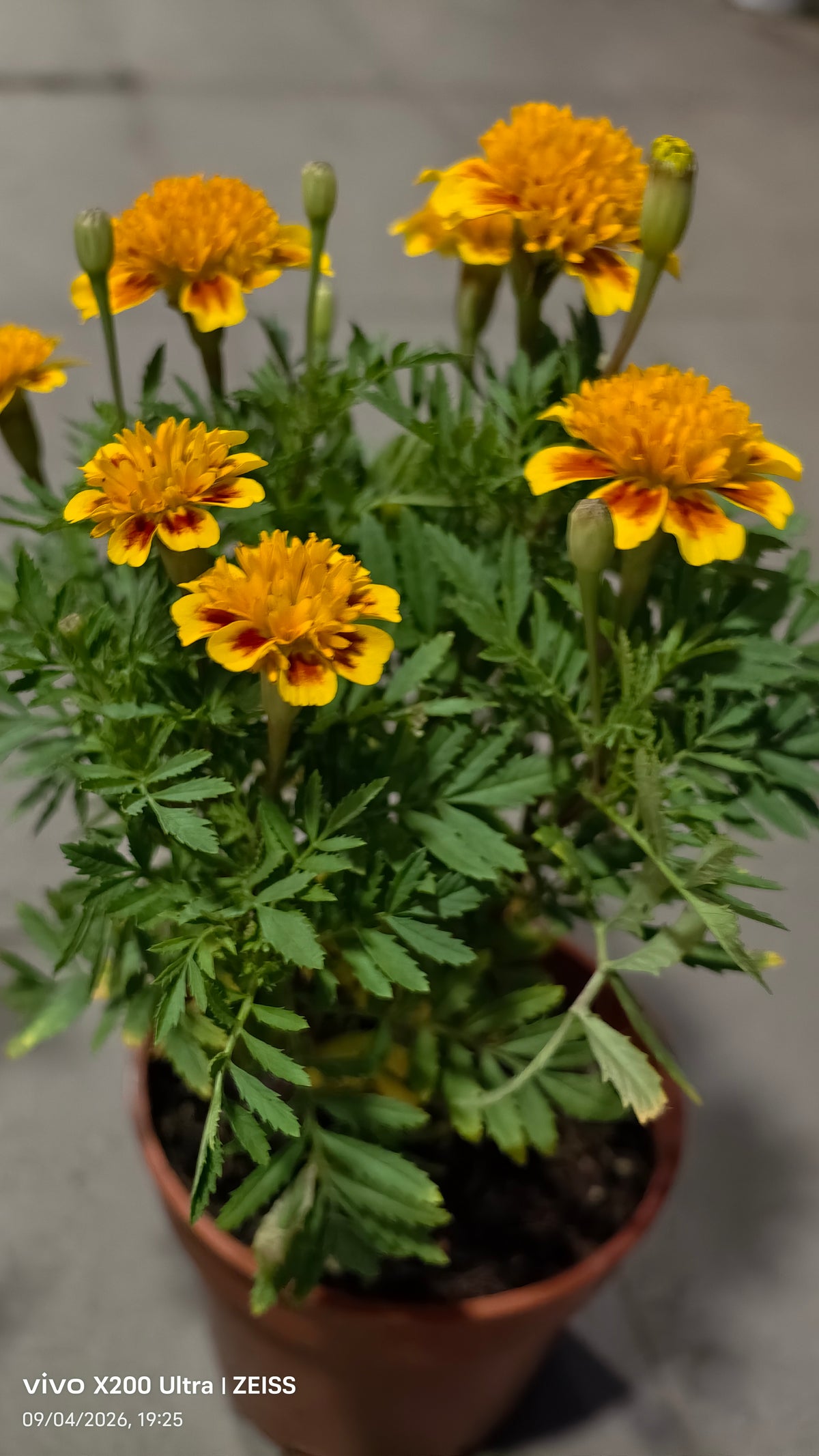 Tagetes erecta 'Marigold' 万寿菊 (9“ x 9" bag)