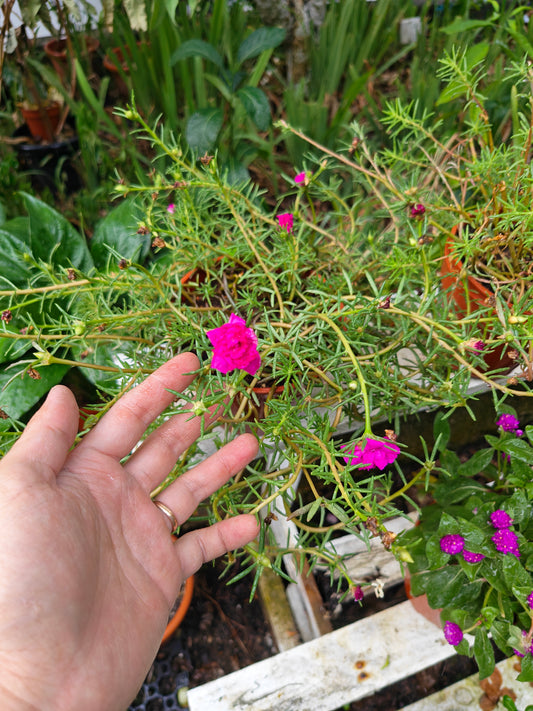 Portulaca (Japanese rose, 9 O'clock Flower, 九点花)