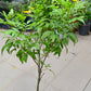 Tecoma Smithii Orange Tecoma Yellow