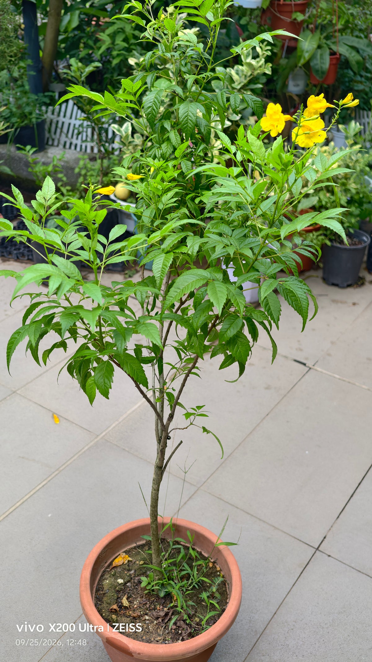 Tecoma Smithii Orange Tecoma Yellow