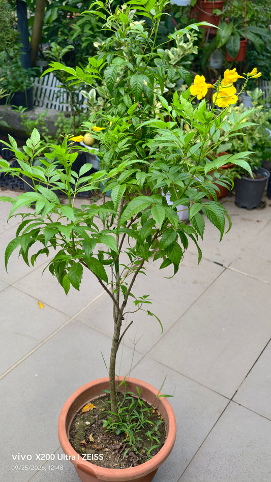 Tecoma Smithii Orange Tecoma Yellow
