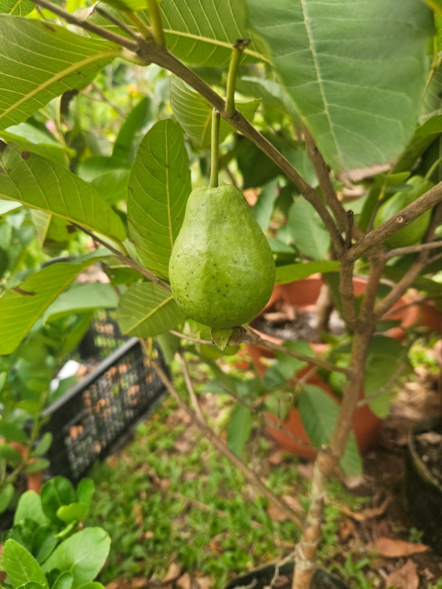 Taiwan pear guava