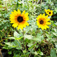 Forever blooming sunflower (Bear Eye)