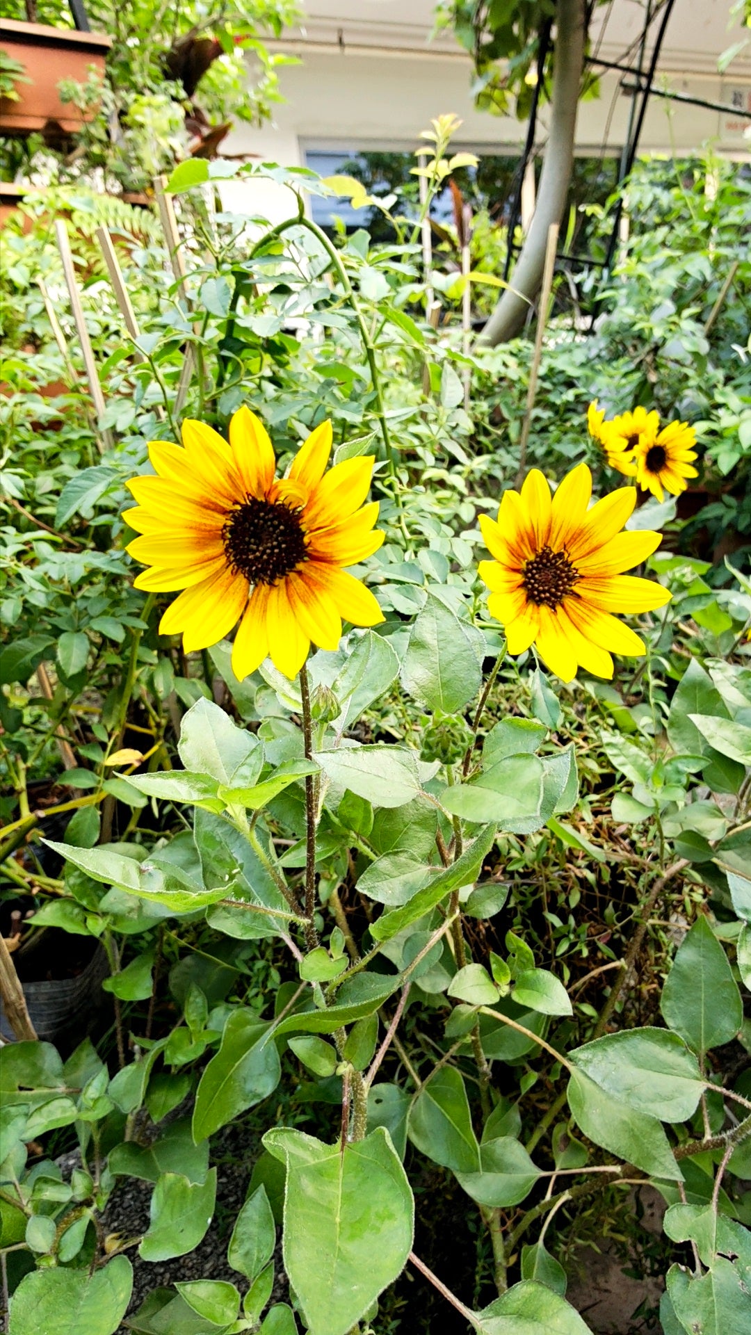 Forever blooming sunflower (Bear Eye)