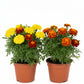 Tagetes erecta 'Marigold' 万寿菊 (9“ x 9" bag)