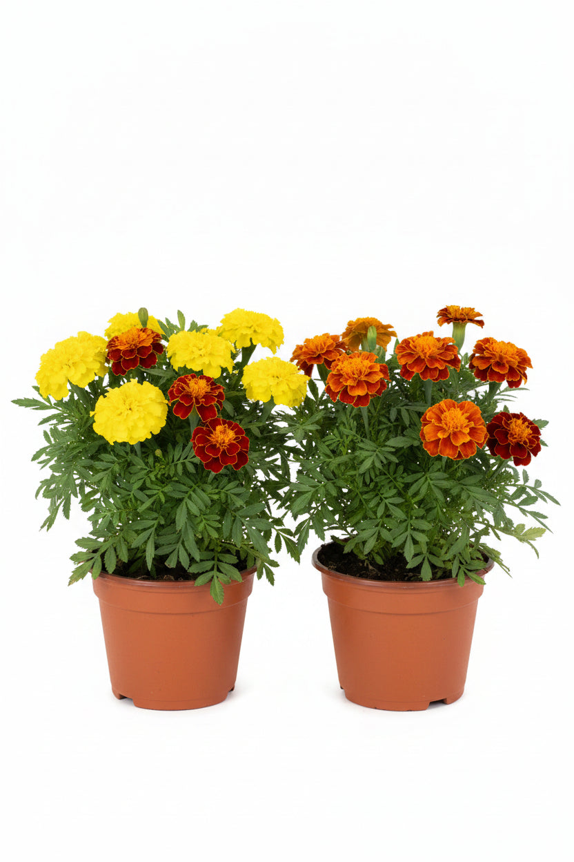 Tagetes erecta 'Marigold' 万寿菊 (9“ x 9" bag)