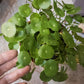 Japanese Pennywort