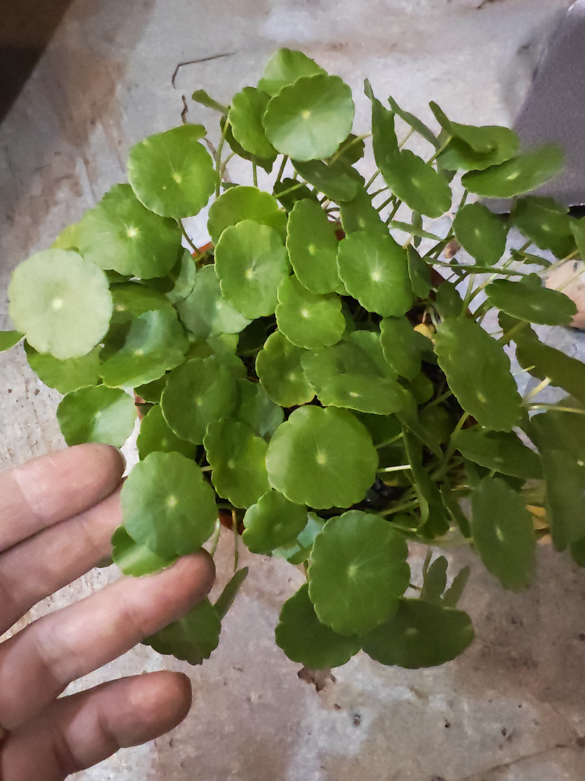 Japanese Pennywort