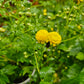 Chrysanthemum plant