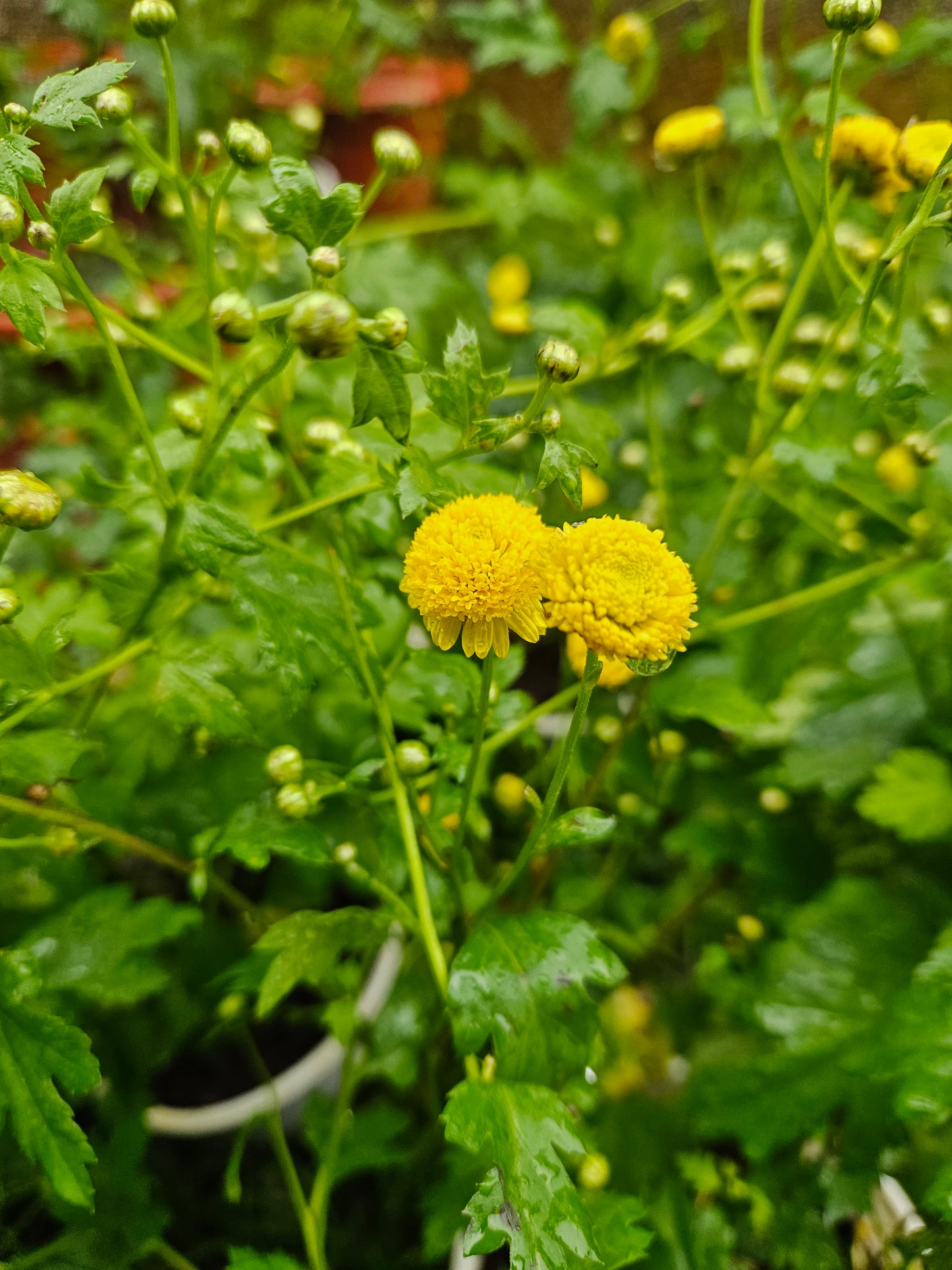 Chrysanthemum plant