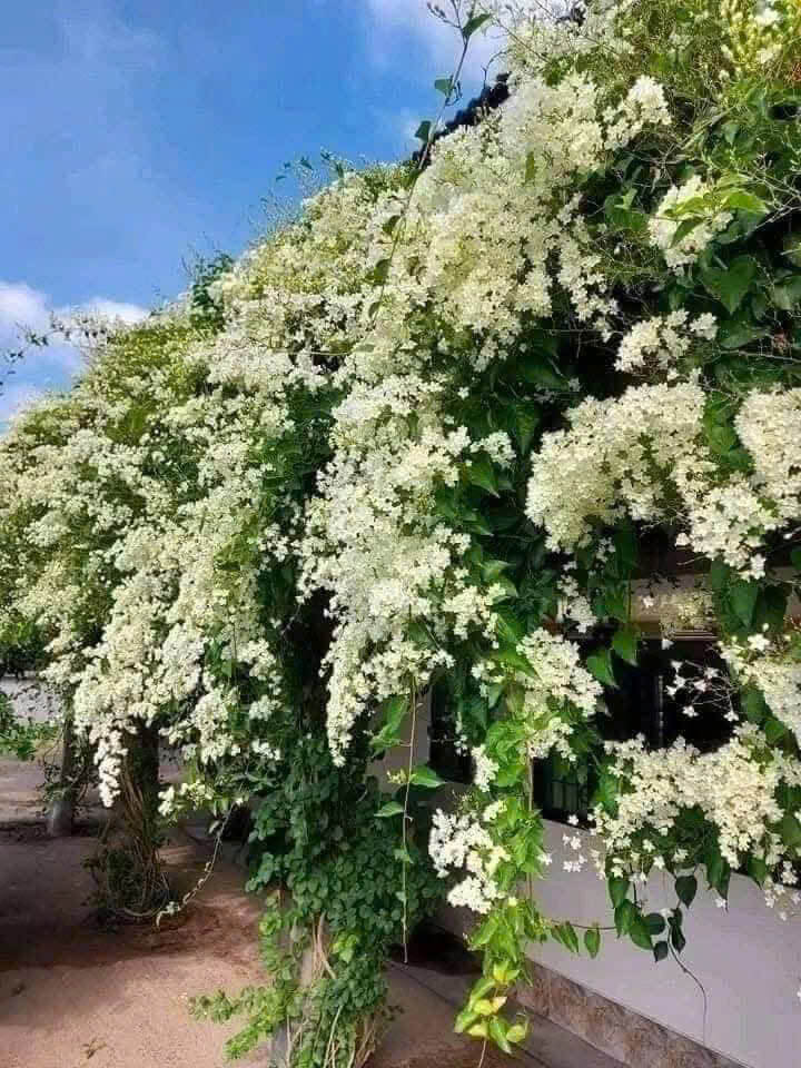 Japan Bridal Vine