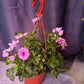 Geranium (Assorted)