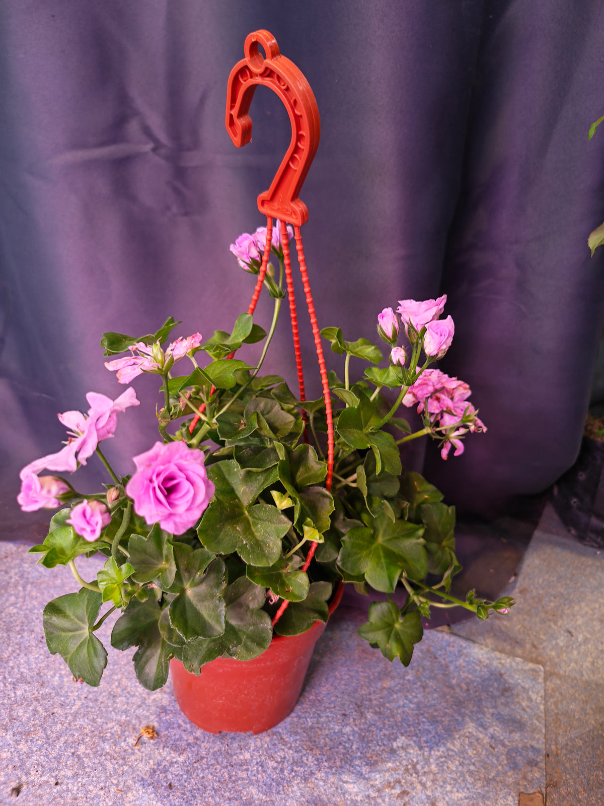 Geranium (Assorted)