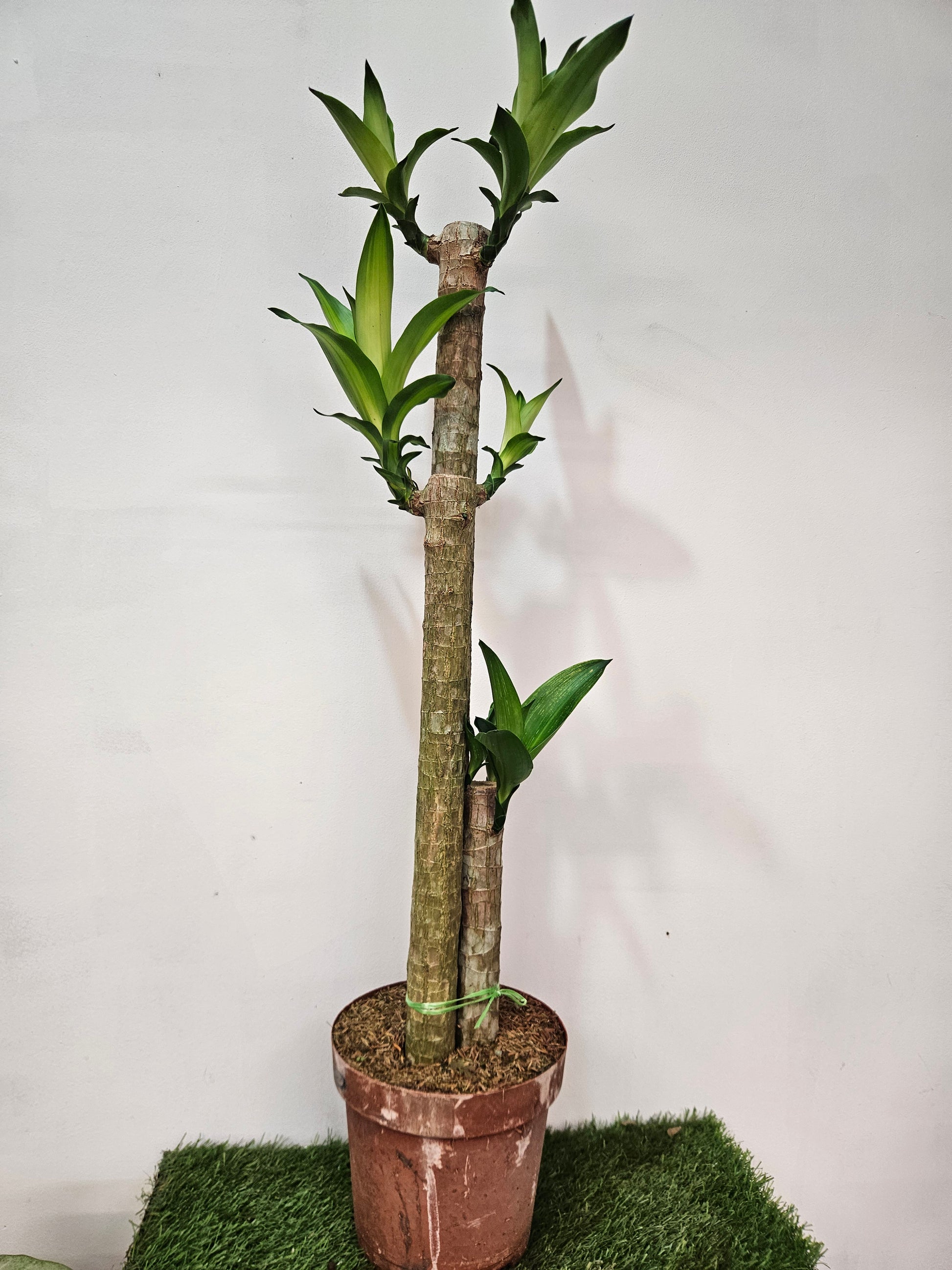 iron tree indoor plant Dracaena fragrans Iron Tree