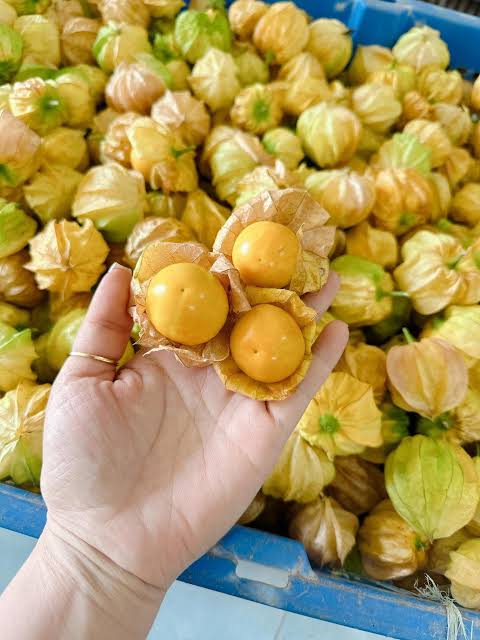 Physalis