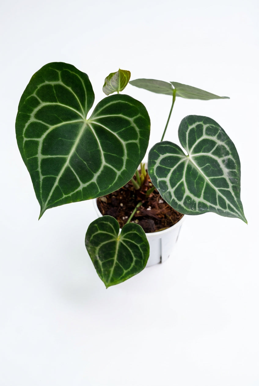 Crystal Anthurium