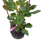 Jinaofen Fig