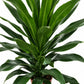 Dracaena Fragrant