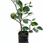 Key Lime 50cmH