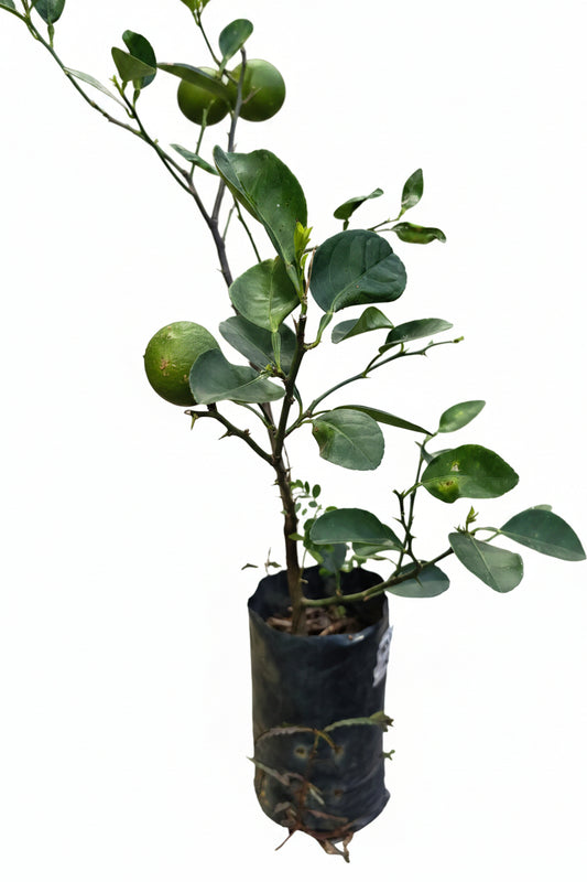 Key Lime 50cmH