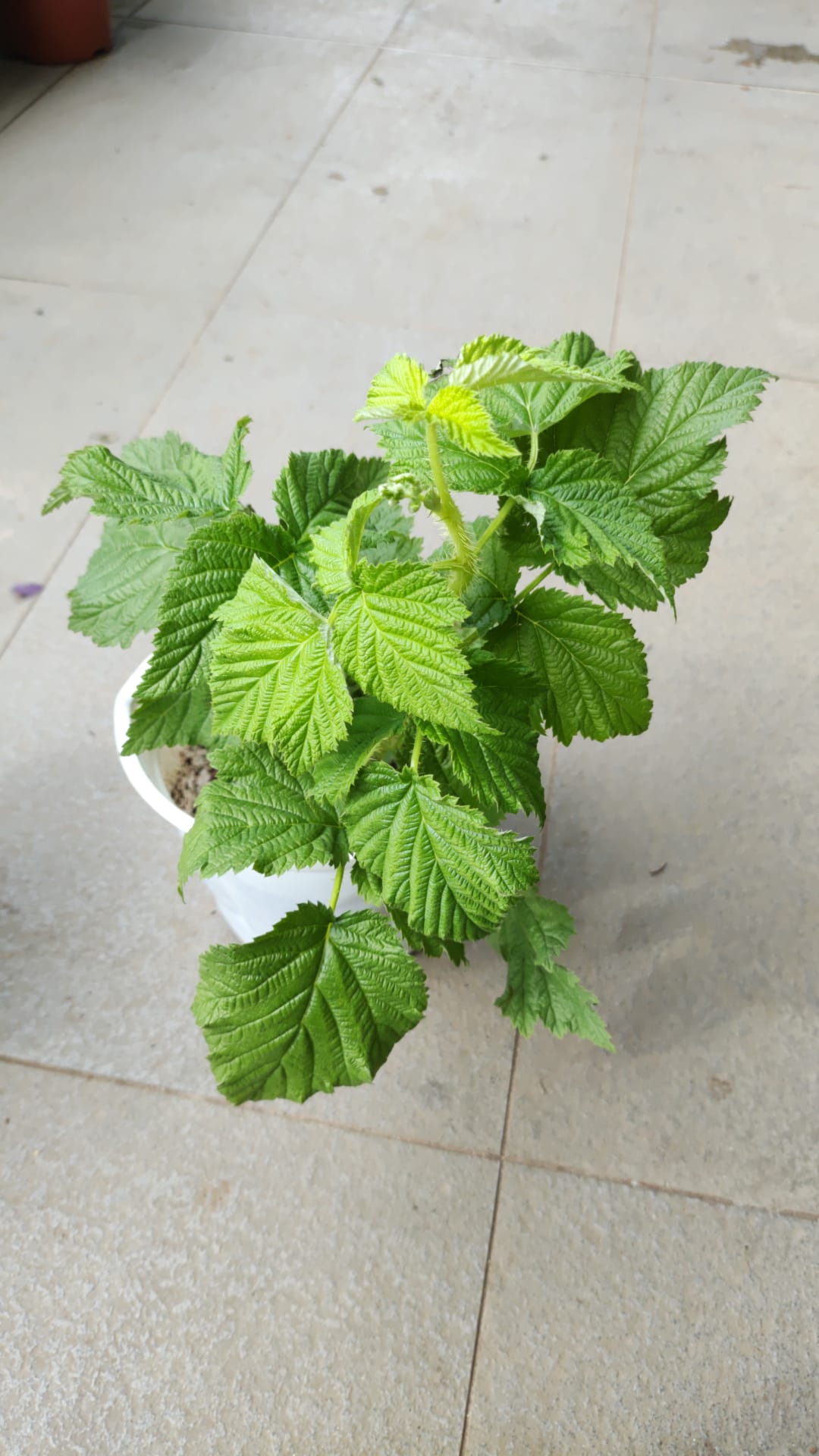 Golden Raspberry Leaves Golden raspberry – Aum Garden