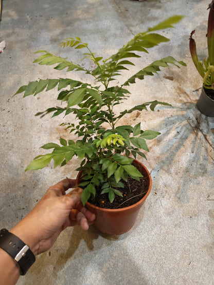 Curry Leaf Plant