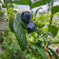 Heat Resistant Four Season Blueberry Jumbo fruit size