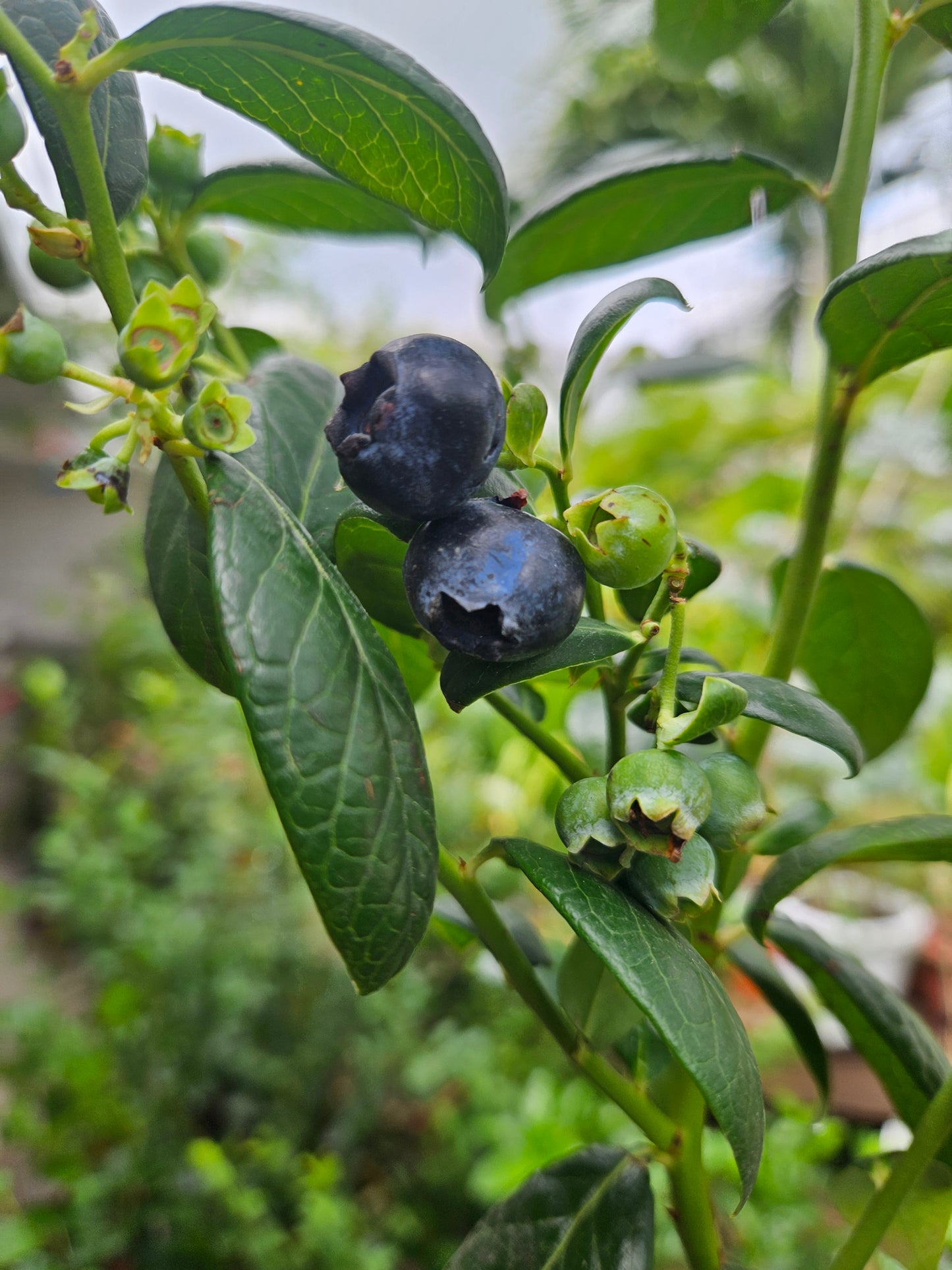 Heat Resistant Four Season Blueberry Jumbo fruit size