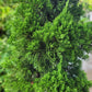Jupinerus Christmas tree 1.8m